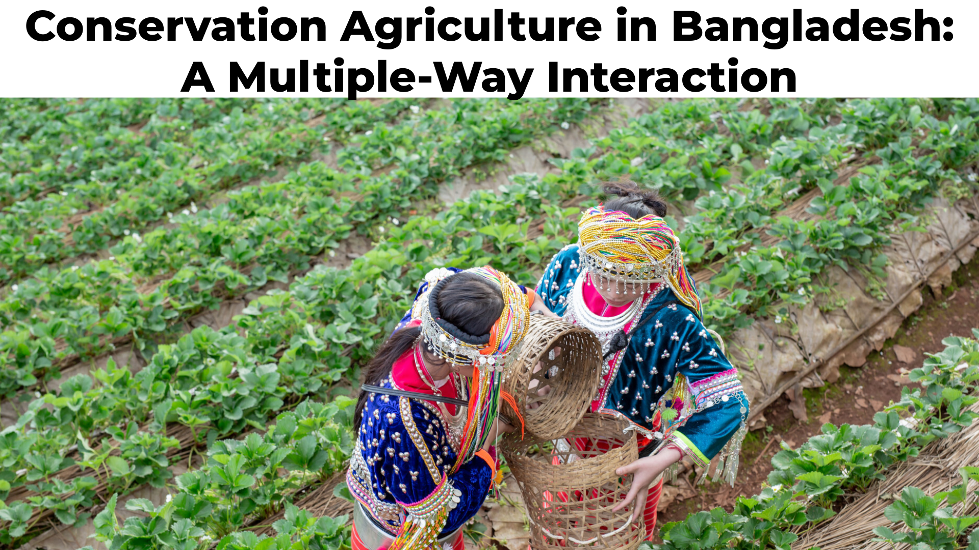 Conservation Agriculture in Bangladesh: A Multiple-Way Interaction